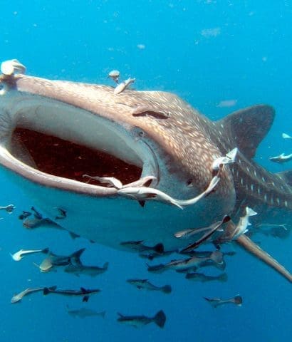 The whale shark: discover the largest fish in the world and its feeding  behavior. - Seafood Peddler