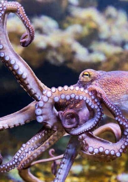 Octopuses Use Their Tentacles to Feel Light