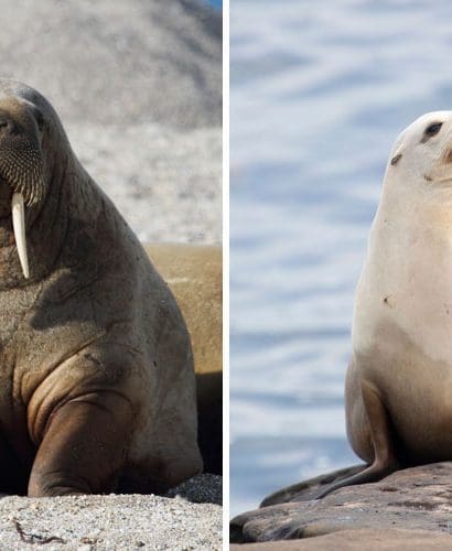 What is the difference between a seal and a walrus? - Seafood Peddler