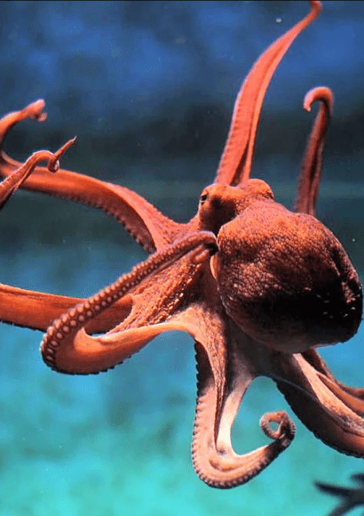 Octopus - Precision Fishing